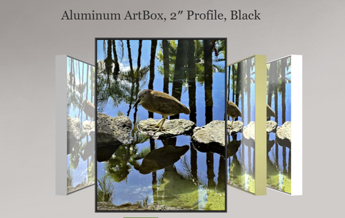 Black-Crowned Night Heron