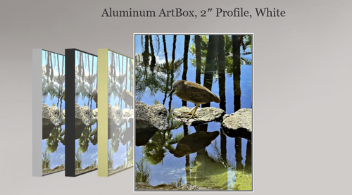 Black-Crowned Night Heron