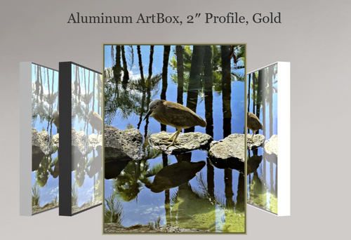 Black-Crowned Night Heron