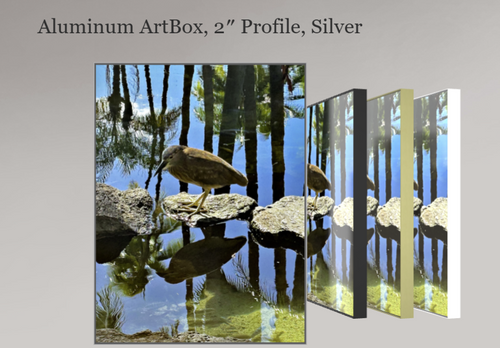 Black-Crowned Night Heron